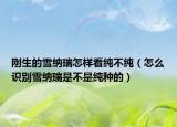 剛生的雪納瑞怎樣看純不純（怎么識別雪納瑞是不是純種的）