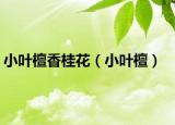 小葉檀香桂花（小葉檀）