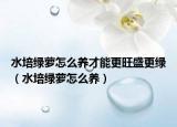 水培綠蘿怎么養(yǎng)才能更旺盛更綠（水培綠蘿怎么養(yǎng)）