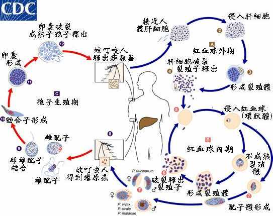 什么是瘧原蟲(chóng)