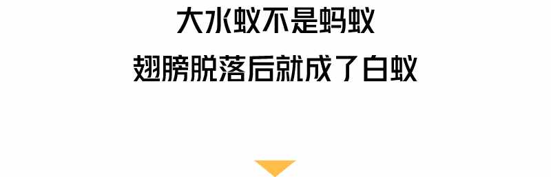 “拆家”警告！最近漫天飛舞的“大水蟻”，入屋后愛啃家具