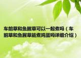 車前草和魚(yú)腥草可以一起煮嗎（車前草和魚(yú)腥草能煮雞蛋嗎詳細(xì)介紹）