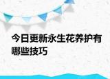 今日更新永生花養(yǎng)護有哪些技巧