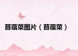 苜蓿菜圖片（苜蓿菜）