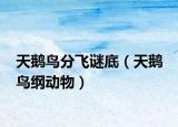 天鵝鳥分飛謎底（天鵝 鳥綱動(dòng)物）
