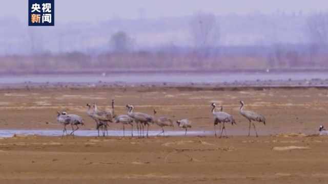 白鷺、白天鵝、紅嘴鷗……又到候鳥遷徙季 來看可愛的鳥兒們