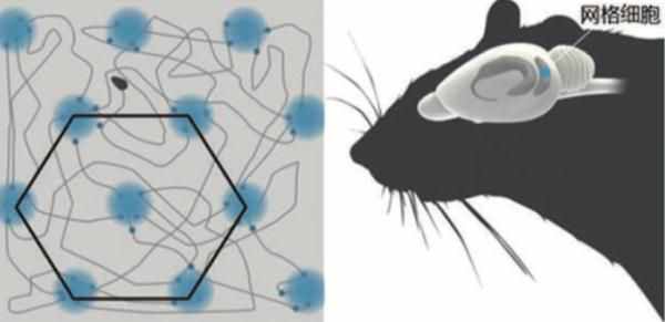 “路癡”是怎樣形成的？諾獎得主揭秘大腦“GPS”定位機制