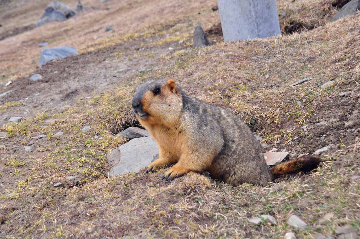 最奇葩的3種冬眠動物，旱獺最能睡，一年能睡8個月