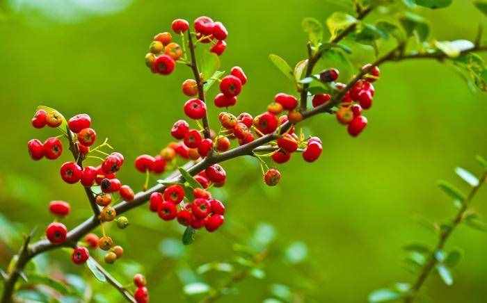 紅果樹長在山上，枝條全是紅果子，看著喜慶能養(yǎng)成盆景