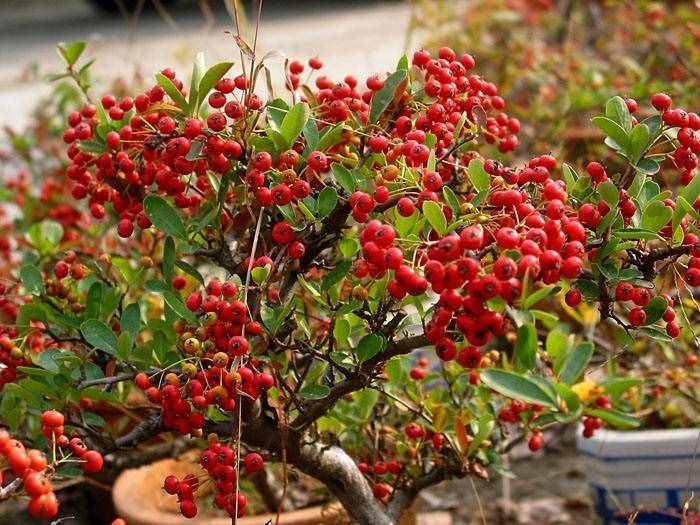 紅果樹長在山上，枝條全是紅果子，看著喜慶能養(yǎng)成盆景