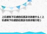 上巨虛和下巨虛的位置及功效是什么（上巨虛和下巨虛的位置及功效詳細(xì)介紹）