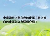 小泰迪身上有白色的皮屑（身上掉白色皮屑怎么辦詳細介紹）