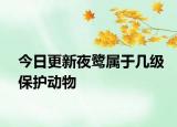 今日更新夜鷺屬于幾級(jí)保護(hù)動(dòng)物