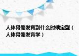 人體骨骼發(fā)育到什么時(shí)候定型（人體骨骼發(fā)育學(xué)）