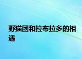 野貓團(tuán)和拉布拉多的相遇