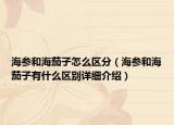 海參和海茄子怎么區(qū)分（海參和海茄子有什么區(qū)別詳細介紹）