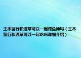 王不留行和通草可以一起燉魚湯嗎（王不留行和通草可以一起吃嗎詳細(xì)介紹）