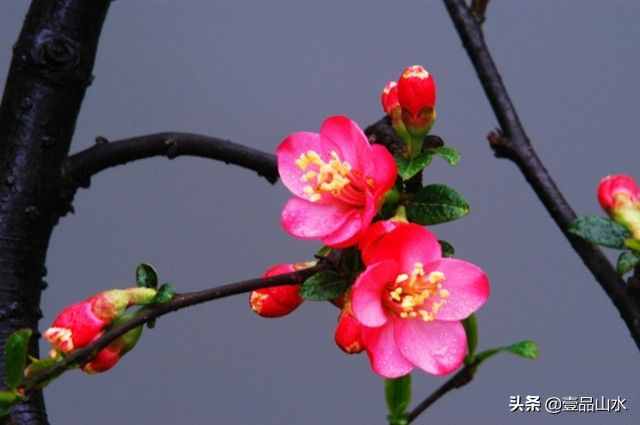 致女神們——愿你芳華自在，笑靨如花