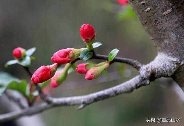 致女神們——愿你芳華自在，笑靨如花