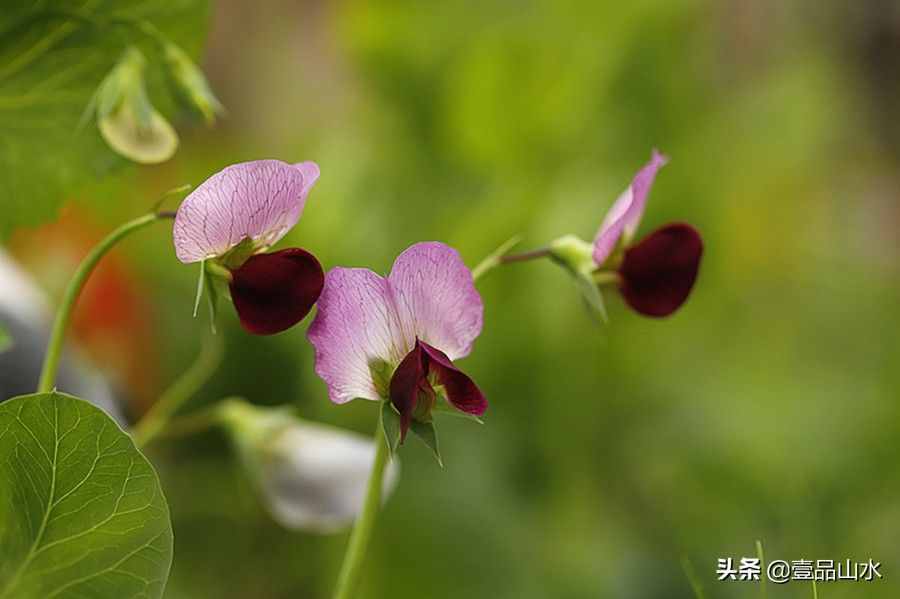 致女神們——愿你芳華自在，笑靨如花