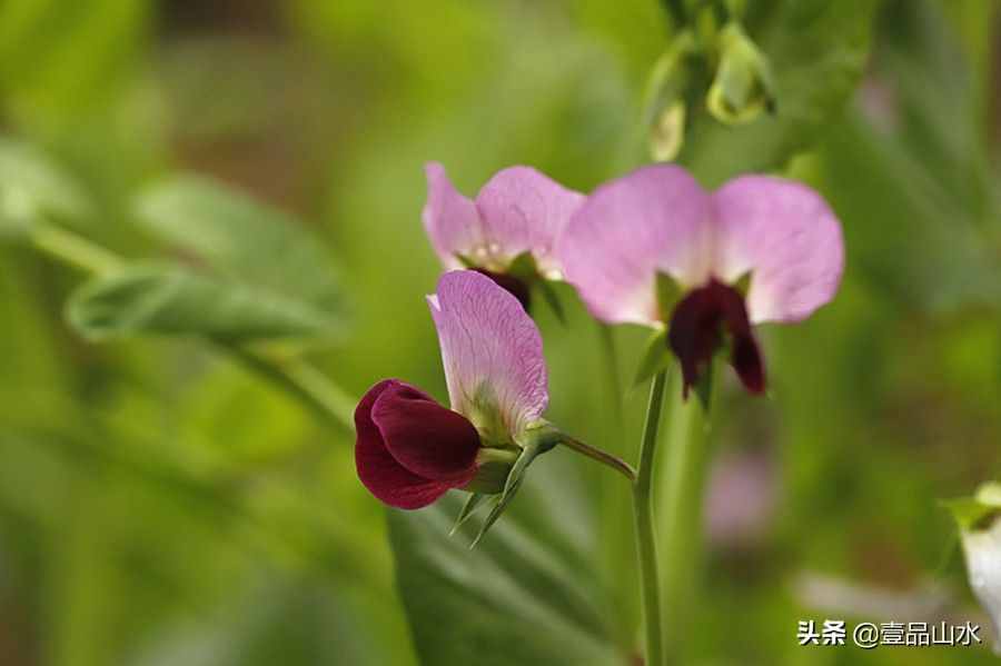 致女神們——愿你芳華自在，笑靨如花