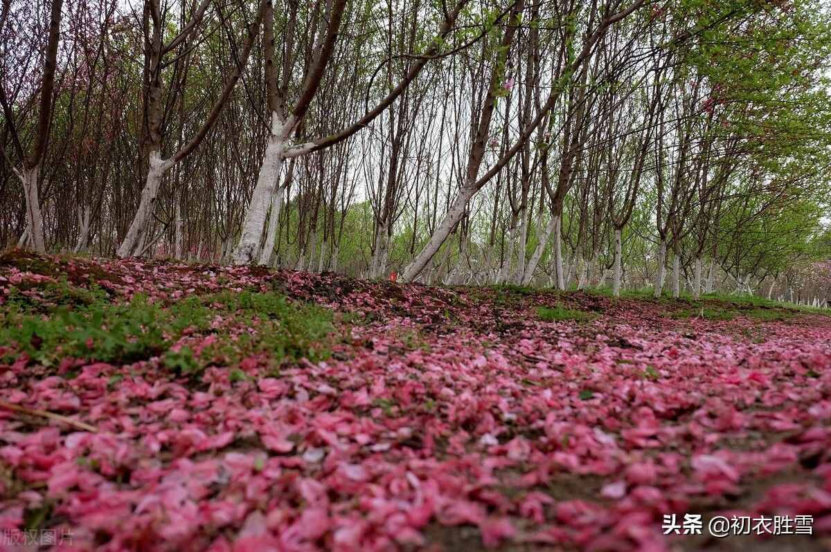 詩里青春，感嘆流年，賞讀詩詞青春五首，青春堂堂去，白發(fā)故故生