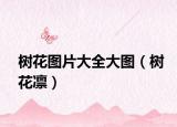 樹花圖片大全大圖（樹花凜）
