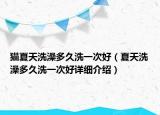 貓夏天洗澡多久洗一次好（夏天洗澡多久洗一次好詳細(xì)介紹）