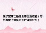 梭子蟹死亡是什么原因造成的（怎么看梭子蟹是否死亡詳細(xì)介紹）