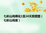 七彩山雞孵化1至24天照蛋圖（七彩山雞苗）