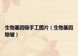 生物基因鏈?zhǔn)止D片（生物基因除皺）