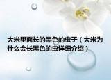 大米里面長(zhǎng)的黑色的蟲子（大米為什么會(huì)長(zhǎng)黑色的蟲詳細(xì)介紹）