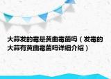 大蒜發(fā)的霉是黃曲霉菌嗎（發(fā)霉的大蒜有黃曲霉菌嗎詳細介紹）