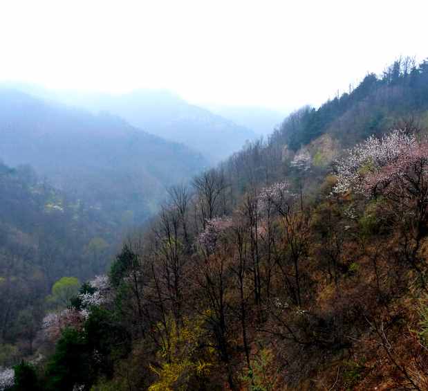 山東和山西的山，指的到底是哪座山？