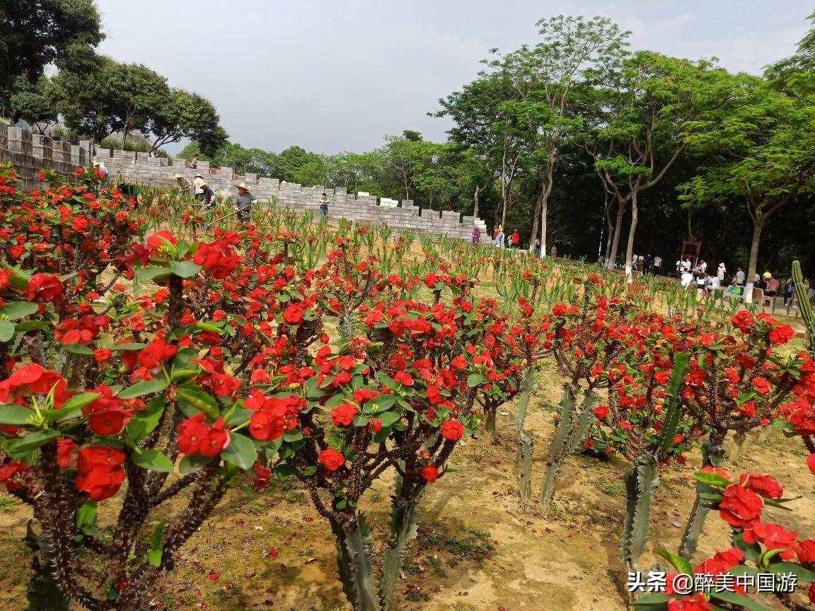 探訪夢(mèng)幻百花洲，大型花卉主題休閑勝地，環(huán)境優(yōu)美