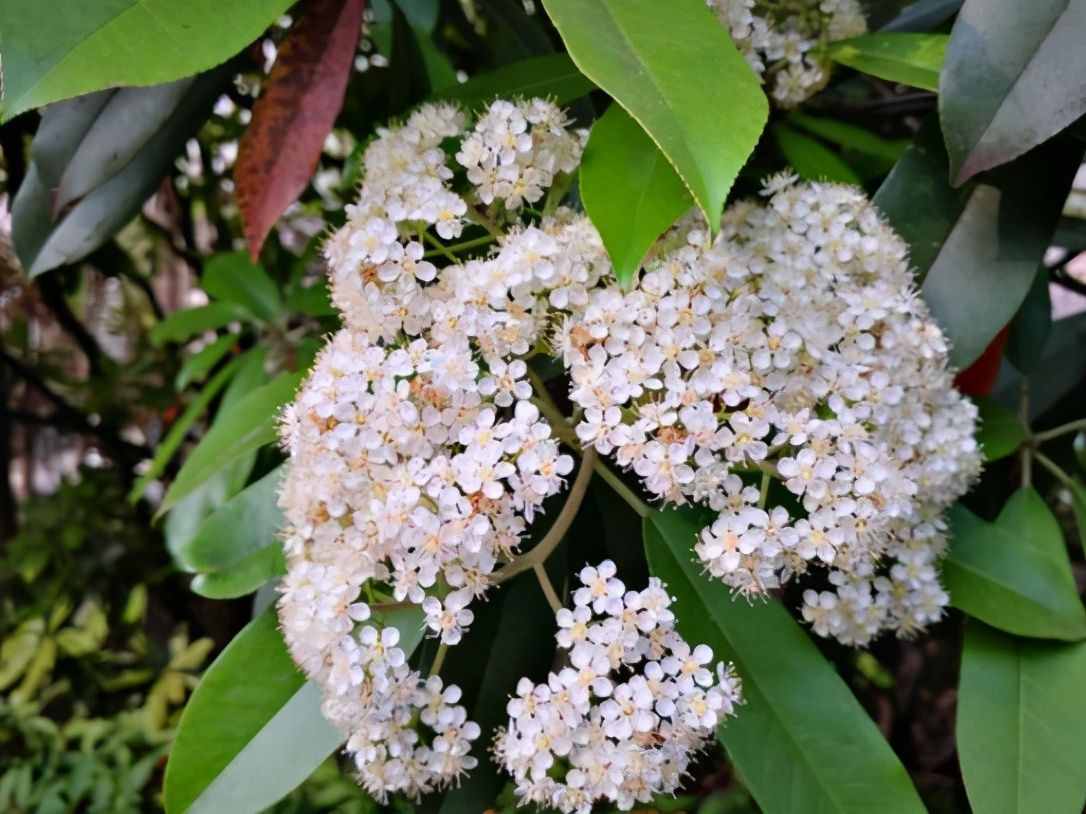 植物是很“奇特的”，有9種植物各有特色，“味道”也是千奇百怪