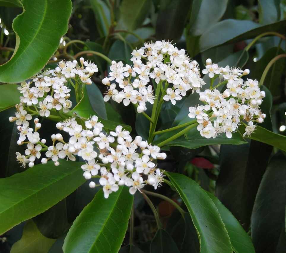 植物是很“奇特的”，有9種植物各有特色，“味道”也是千奇百怪