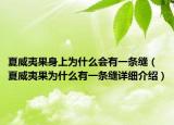 夏威夷果身上為什么會有一條縫（夏威夷果為什么有一條縫詳細(xì)介紹）