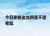今日更新金絲熊是不是老鼠