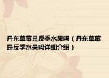 丹東草莓是反季水果嗎（丹東草莓是反季水果嗎詳細(xì)介紹）