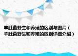 羊肚菌野生和養(yǎng)殖的區(qū)別與圖片（羊肚菌野生和養(yǎng)殖的區(qū)別詳細(xì)介紹）