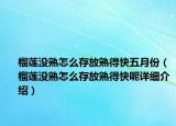 榴蓮沒熟怎么存放熟得快五月份（榴蓮沒熟怎么存放熟得快呢詳細(xì)介紹）