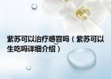 紫蘇可以治療感冒嗎（紫蘇可以生吃嗎詳細(xì)介紹）