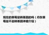 現(xiàn)在的草莓是轉(zhuǎn)基因的嗎（丹東草莓是不是轉(zhuǎn)基因詳細(xì)介紹）