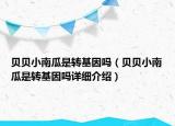 貝貝小南瓜是轉(zhuǎn)基因嗎（貝貝小南瓜是轉(zhuǎn)基因嗎詳細(xì)介紹）