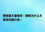 香椿是不是椿芽（香椿為什么不發(fā)芽詳細介紹）
