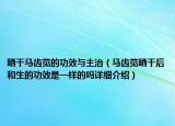 曬干馬齒莧的功效與主治（馬齒莧曬干后和生的功效是一樣的嗎詳細(xì)介紹）