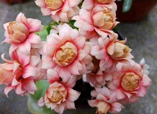 長(zhǎng)壽花
