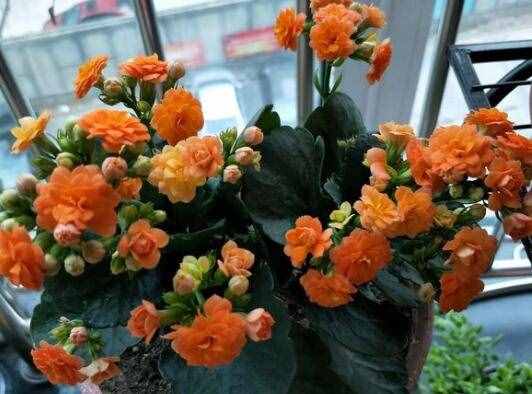 長(zhǎng)壽花