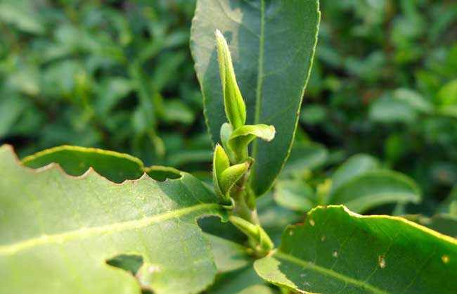 「中國十大名茶」碧螺春